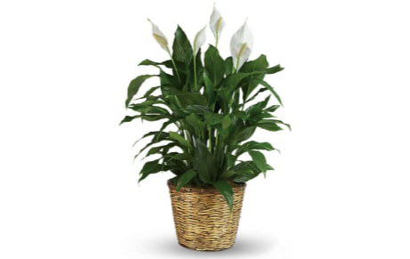 flower arrangements
